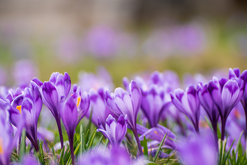 Crocuses