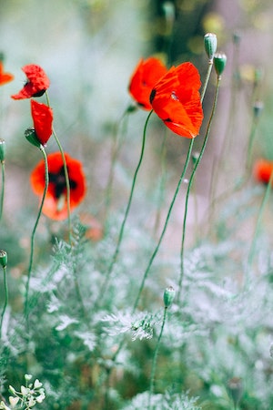 Poppies Close-up